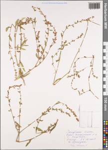 Polygonum aviculare L., Siberia, Altai & Sayany Mountains (S2) (Russia)