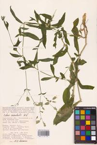 Silene vulgaris (Moench) Garcke, Eastern Europe, Lower Volga region (E9) (Russia)