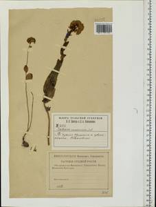 Hylotelephium maximum (L.) Holub, Eastern Europe, Central region (E4) (Russia)