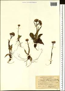 Tephroseris integrifolia subsp. atropurpurea (Ledeb.) B. Nord., Siberia, Baikal & Transbaikal region (S4) (Russia)