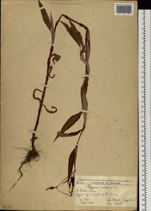 Persicaria lapathifolia subsp. lapathifolia, Siberia, Russian Far East (S6) (Russia)