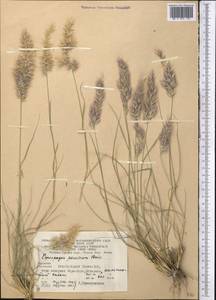 Enneapogon persicus Boiss., Middle Asia, Kopet Dag, Badkhyz, Small & Great Balkhan (M1) (Turkmenistan)