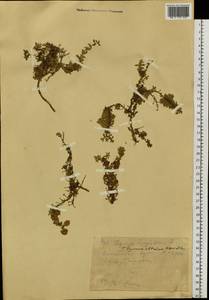 Thymus altaicus Klokov & Des.-Shost., Siberia, Western (Kazakhstan) Altai Mountains (S2a) (Kazakhstan)