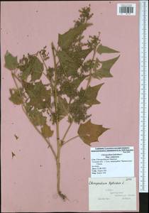 Chenopodiastrum hybridum (L.) S. Fuentes, Uotila & Borsch, Eastern Europe, Central region (E4) (Russia)