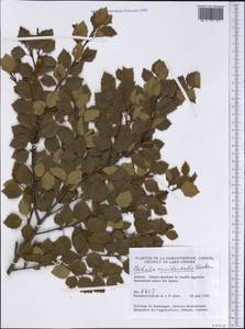 Betula occidentalis Hook., America (AMER) (Canada)