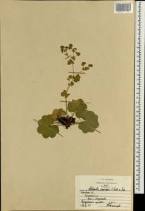 Alchemilla propinqua H. Lindb. ex Juz., Eastern Europe, Volga-Kama region (E7) (Russia)