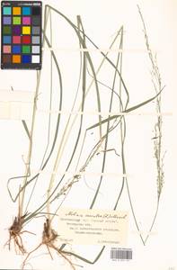 Molinia caerulea (L.) Moench, Eastern Europe, Moscow region (E4a) (Russia)