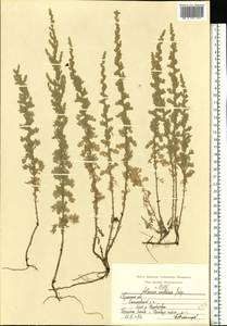 Artemisia austriaca Jacq., Eastern Europe, Central region (E4) (Russia)