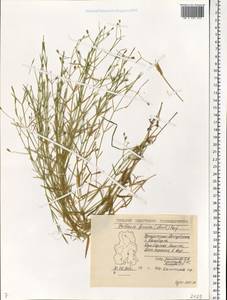 Stellaria fennica (Murb.) Perfil., Eastern Europe, Volga-Kama region (E7) (Russia)
