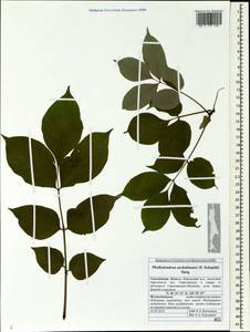 Phellodendron amurense var. sachalinense F. Schmidt, Siberia, Russian Far East (S6) (Russia)