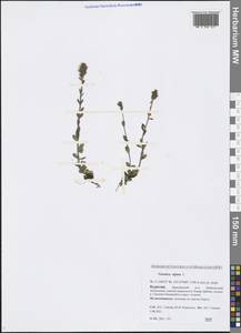 Veronica alpina L., Siberia, Baikal & Transbaikal region (S4) (Russia)