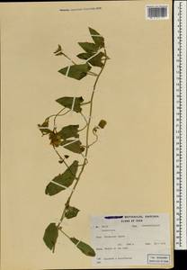 Convolvulus, South Asia, South Asia (Asia outside ex-Soviet states and Mongolia) (ASIA) (Iran)