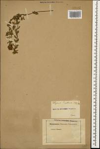 Thymus collinus M.Bieb., Caucasus (no precise locality) (K0)