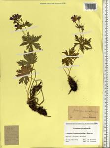 Geranium sylvaticum L., Eastern Europe, Northern region (E1) (Russia)