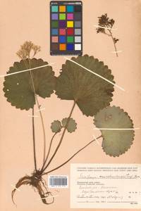 Micranthes manchuriensis (Engl.) Gornall & H. Ohba, Siberia, Russian Far East (S6) (Russia)