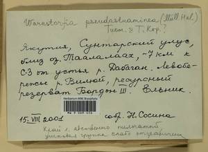 Warnstorfia pseudostraminea (Müll. Hal.) Tuom. & T.J. Kop., Bryophytes, Bryophytes - Yakutia (B19) (Russia)