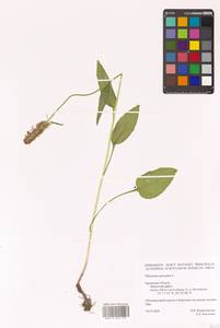 Phyteuma spicatum L., Eastern Europe, Central forest-and-steppe region (E6) (Russia)