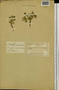 Potentilla acaulis L., Siberia, Altai & Sayany Mountains (S2) (Russia)