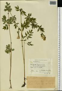 Thalictrum, Eastern Europe, Central forest region (E5) (Russia)