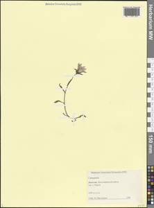 Campanula, Caucasus, Dagestan (K2) (Russia)