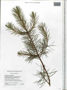 Pinus sylvestris L., Eastern Europe, Central region (E4) (Russia)