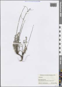 Artemisia, Caucasus, Georgia (K4) (Georgia)