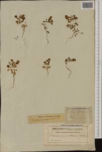 Trifolium campestre Schreb., Western Europe (EUR) (Sweden)