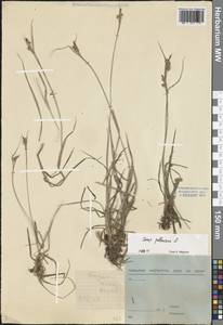 Carex pallescens L., Eastern Europe, North-Western region (E2) (Russia)