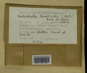 Iwatsukiella leucotricha (Mitt.) W.R. Buck & H.A. Crum, Bryophytes, Bryophytes - South Urals (B14) (Russia)