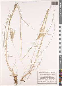 Bothriochloa ischaemum (L.) Keng, Eastern Europe, Central forest-and-steppe region (E6) (Russia)