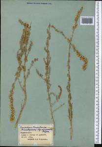 Lepidolopsis turkestanica (Regel & Schmalh.) Poljakov, Middle Asia, Pamir & Pamiro-Alai (M2) (Tajikistan)