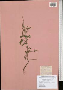 Sisymbrium officinale (L.) Scop., Eastern Europe, Central region (E4) (Russia)