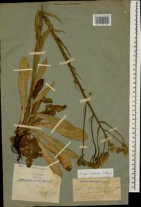 Crepis ciliata K. Koch, Caucasus, Armenia (K5) (Armenia)