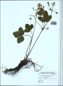 Fragaria moschata Duchesne, Eastern Europe, Central region (E4) (Russia)