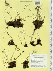 Saxifraga bronchialis subsp. bronchialis, Siberia, Baikal & Transbaikal region (S4) (Russia)