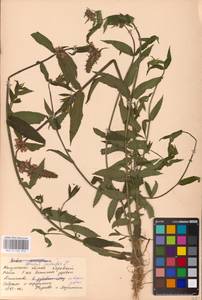MHA 0 154 912, Stachys palustris L., Eastern Europe, Central region (E4) (Russia)