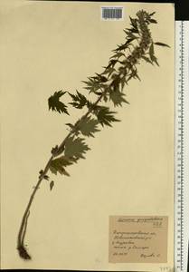 Leonurus quinquelobatus Gilib., Eastern Europe, South Ukrainian region (E12) (Ukraine)