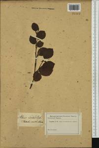 Alnus alnobetula subsp. alnobetula, Western Europe (EUR) (Not classified)