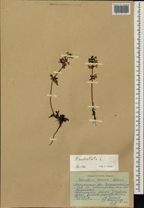 Pedicularis verticillata L., Siberia, Chukotka & Kamchatka (S7) (Russia)