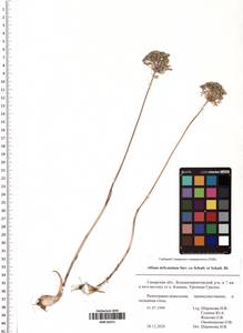 Allium delicatulum Siev. ex Schult. & Schult.f., Eastern Europe, Middle Volga region (E8) (Russia)