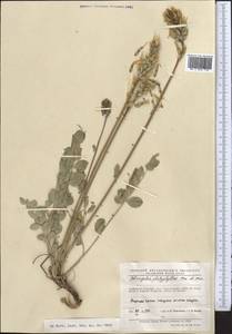 Astragalus platyphyllus Kar. & Kir., Middle Asia, Pamir & Pamiro-Alai (M2) (Tajikistan)