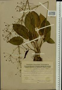 Alisma plantago-aquatica L., Eastern Europe, Eastern region (E10) (Russia)