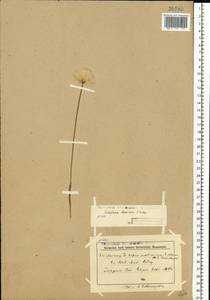 Eriophorum scheuchzeri Hoppe, Eastern Europe, Northern region (E1) (Russia)