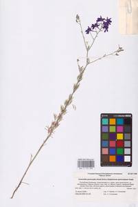 Delphinium consolida subsp. paniculatum (Host) N.Busch, Eastern Europe, Lower Volga region (E9) (Russia)