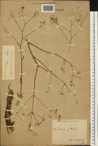 Ferula caspica M. Bieb., Eastern Europe, Lower Volga region (E9) (Russia)