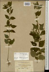 Chaiturus marrubiastrum (L.) Ehrh. ex Rchb., Caucasus, Black Sea Shore (from Novorossiysk to Adler) (K3) (Russia)