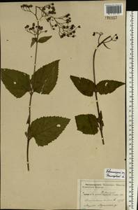 Scrophularia nodosa L., Eastern Europe, Central region (E4) (Russia)