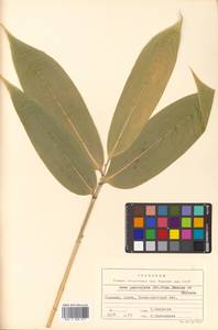 Sasa senanensis (Franch. & Sav.) Rehder, Siberia, Russian Far East (S6) (Russia)