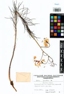 Lilium pumilum Redouté, Siberia, Baikal & Transbaikal region (S4) (Russia)