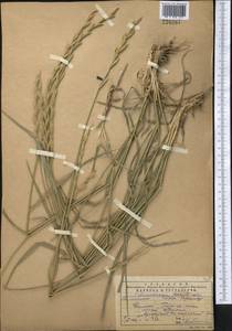 Thinopyrum intermedium subsp. intermedium, Middle Asia, Western Tian Shan & Karatau (M3) (Kazakhstan)